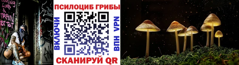 дарнет шоп  Александровск-Сахалинский  Галлюциногенные грибы Psilocybe 